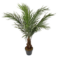 Pin Palm Plant 90cm 