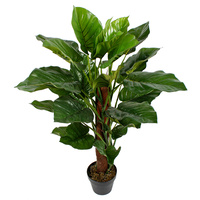 Pothos Plant 100cm 