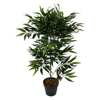 Buddah Belly Bamboo Plant  95cm