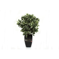 Ficus Fig Tree 65cm