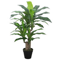 Dracaena Dragon Tree 90cm