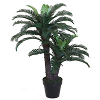 Cycas Sago Palm 90cm