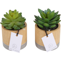 Bari Succulents Pot 16 X 22cm