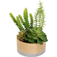 Sensi Succulents Hex Pot 16cm