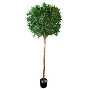 Bayleaf Ficus Single Ball Topiary 1.8m