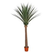 Large Artificial Dracaena (Yucca) 260cm