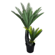 Multi Trunk Sago Cycad 130cm