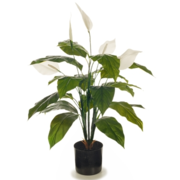 Flowering Spathiphyllum Lily 70cm (Peace Lily Plant)