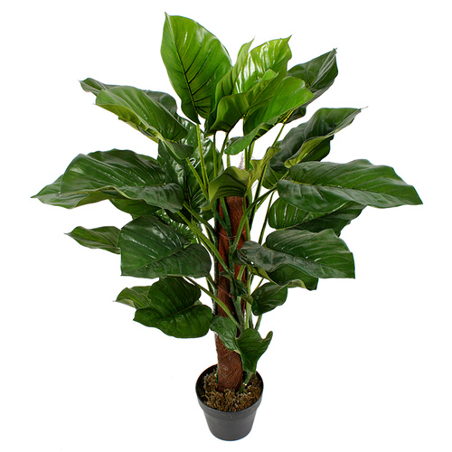 Pothos Plant 100cm 