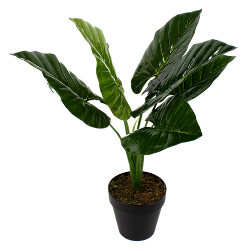 Tarto Plant 60cm 