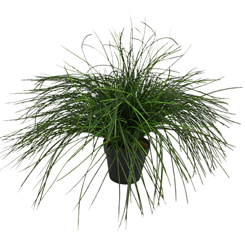 Grass Plant 40cm 