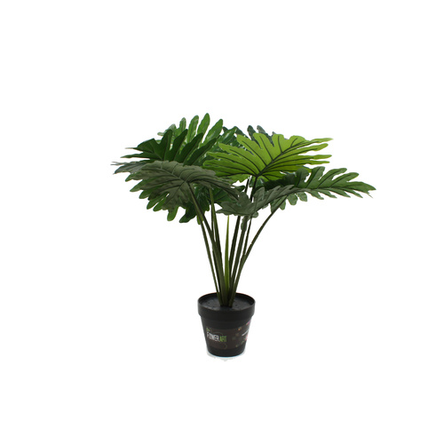 Philodendron Plant 60cm