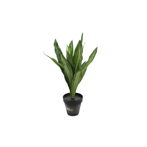 Dracaena Dragon Tree 40cm