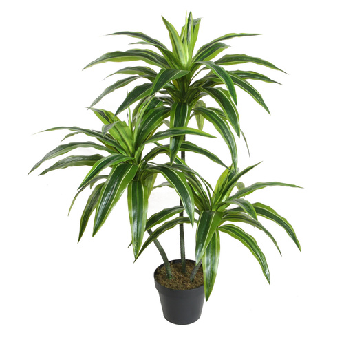  Dracanea Dragon Tree 95cm 