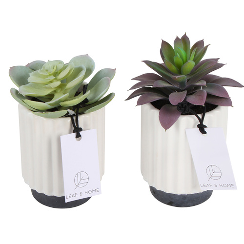 Sensi Succulents Hex Pot 11cm