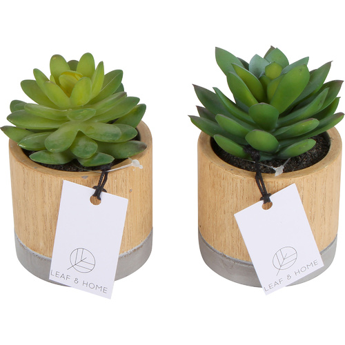 Bari Succulents Pot 16 X 22cm