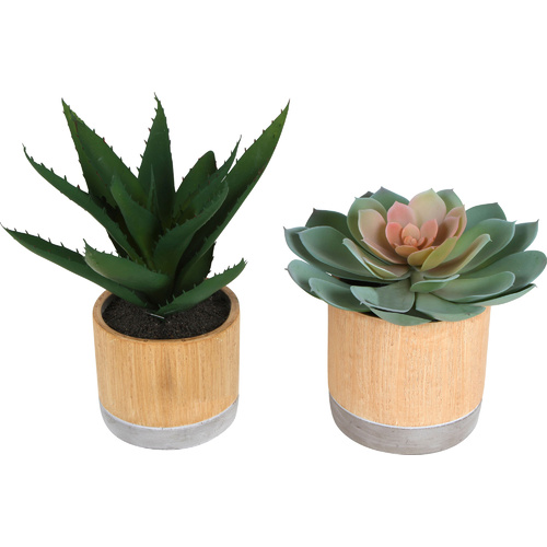 Sensi Succulents Hex Pot 17-22cm