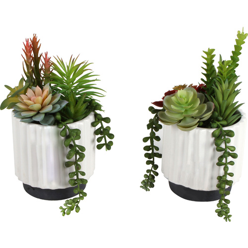 Sensi Succulents Hex Pot 21cm