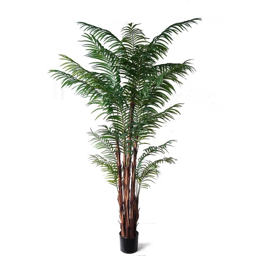 Areca Palm On Raphis Trunk 2.1m