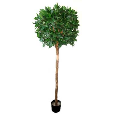 Bayleaf Ficus Single Ball Topiary 1.8m