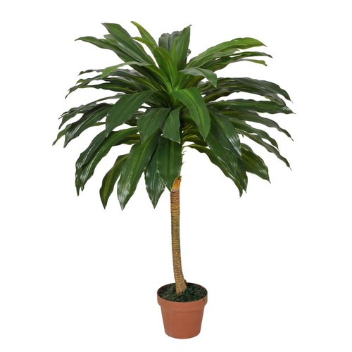 Dracaena Fragrans (Corn Plant) 100cm