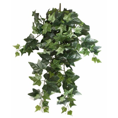 Mixed Ivy Hanging Bush 70cm