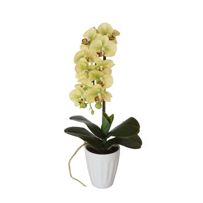 40Cm Butterfly Orchid- Cream