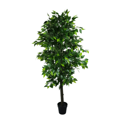 Mixed Green Bushy Ficus 180cm