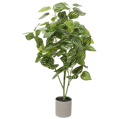 Bright Mixed Philodendron Plant 70Cm